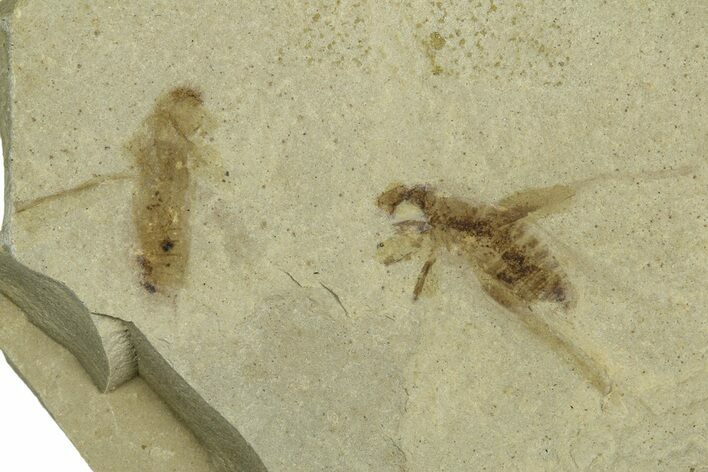 Eocene Fossil Cricket and Crane Flies - Green River Formation #368768
